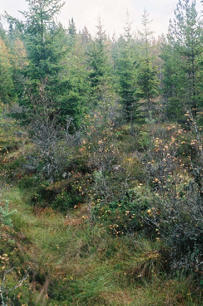 78 Figur 67. Markfoton på förändrade myrar. A. Dikat öppet kärr som idag inte längre är att betrakta som myrmark (yta 1 i figur 66). B.