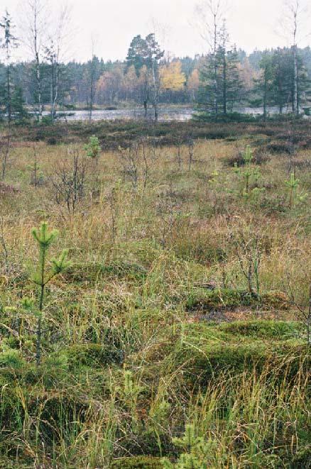 Norrbottens län 9.3.1 Förändringsanalys Totalt 163 969 ha öppen myr har analyserats inom kartbladen 27M Korpilombolo/ 28M Pajala (tabell 26).