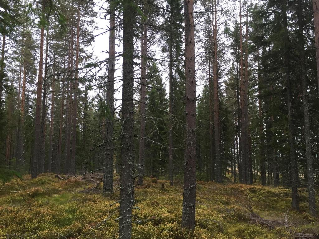 Skog i Älvdalen - Dysberg Älvdalen Dysberg 9:4 Obebyggd skogsfastighet som omfattar ett större välarronderat skogsmarksskifte ca 2 km sydöst om Hållberg samt ett litet fäbodskifte i Dysbodarna.