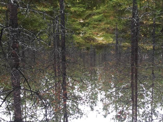 http://www.besparingsskogen.se/alvdalen/ver ksamhet/jakt-fiske/ Delägare i Älvdalens Besparingsskog har rätt att lösa fiskekort i Älvdalens fiskevårdsområde för 100 kr/år. Se bifogad länk: http://www.