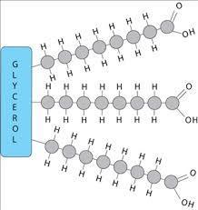 Fettmolekylen byggs av :