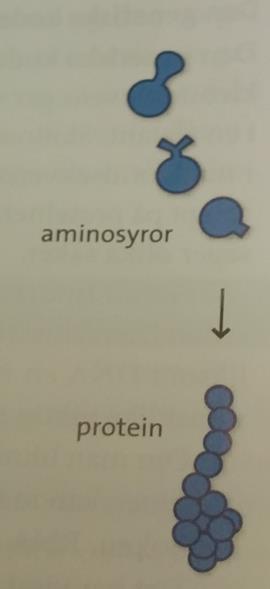 Aminosyror bygger upp proteiner (makromolekyl) Minsta byggstenen i ett protein är aminosyran (biomolekyl) Aminosyror sitter