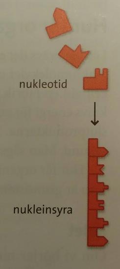 byggs upp av många nukleotider