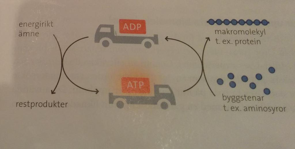 ATP-molekylen är cellens energibärare.
