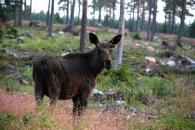 syrgas Cellandning: glukos + syrgas energi (ATP+värme) koldioxid + vatten Djur, svampar, bakterie