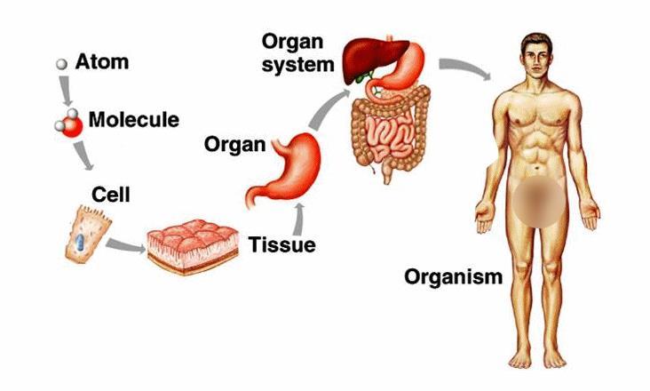 Organismer byggs upp av organ Organ byggs upp av vävnader Vävnader byggs upp av celler Celler byggs upp av