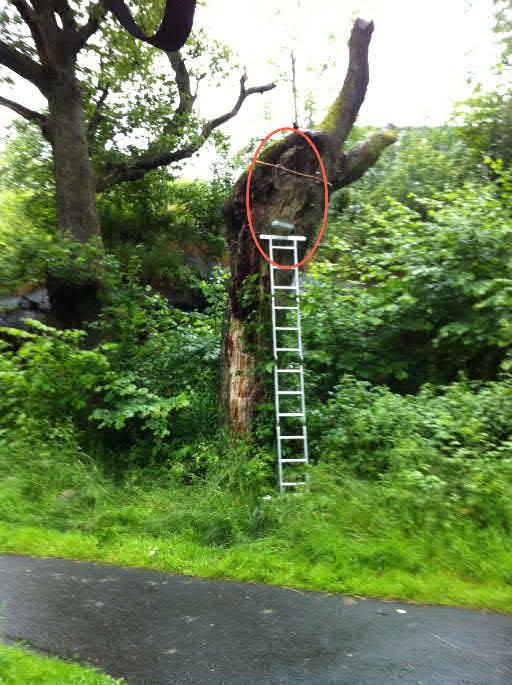 Inledning Calluna AB fick i juni 2012 i uppdrag av Trafikverket region Väst att utföra en inventering av vedlevande insekter (främst skalbaggar) i Krokängsparken på Hisingen i Göteborg.