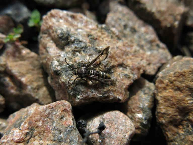 Inventering av insekter utmed Hamnbanan &