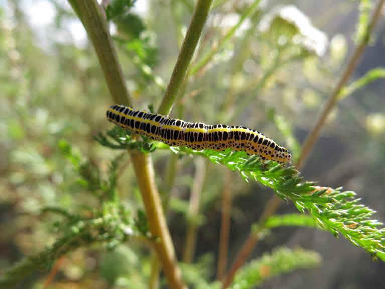 Inventering av insekter utmed Hamnbanan & Kvillebangården