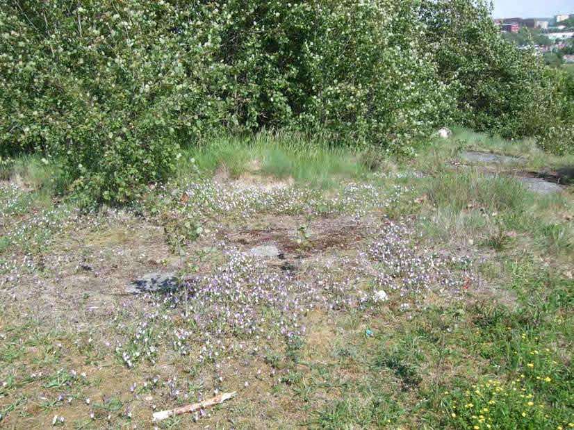 Naturvärdesbedömning: Högt naturvärde (Naturvärdesklass 2)