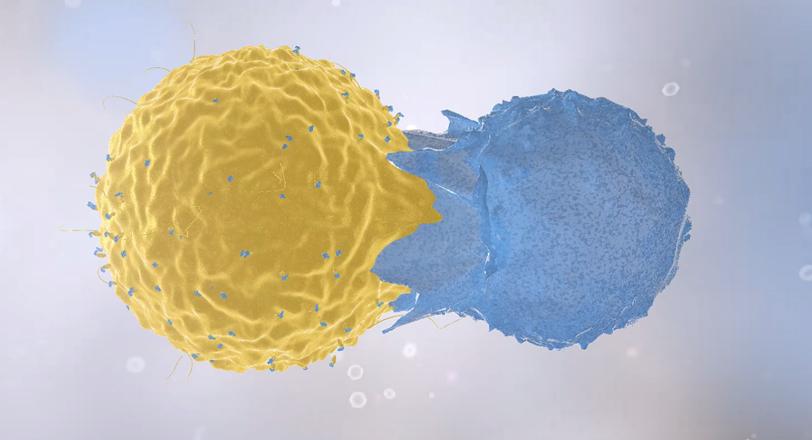 DELÅRSRAPPORT 1 september 2018 november 2018 Diamyd Medical AB (publ), räkenskapsåret 2018/2019 Immunceller i aktion. Illustration.