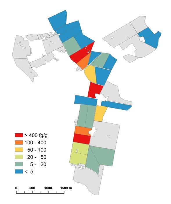 Figur 6. Presentation av förekomst av DNA (fg/g jord) av Plasmodiophora brassica i jordprover från linjekartering på Bjertorp.