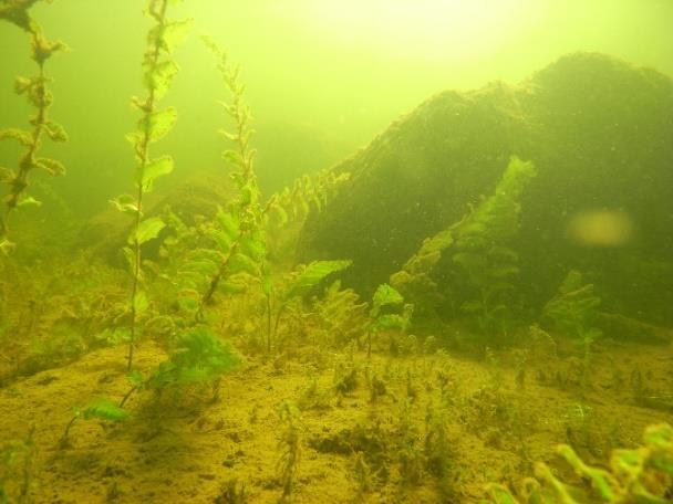Figur 43. Ålnate (Potamogeton perfoliatus). Fotograf: Karl Florén.