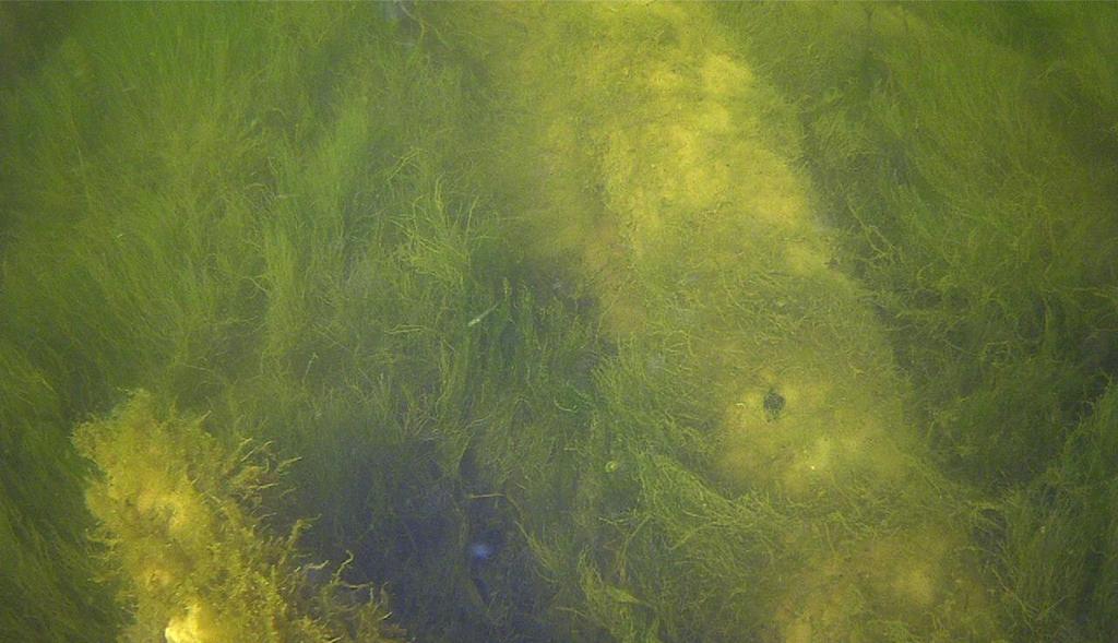 Slangalger (Vaucheria spp.) är annuella mattbildande alger som främst växer på mjuka bottnar, som ofta förekommer djupare än andra habitatbildande arter på mjukbotten.