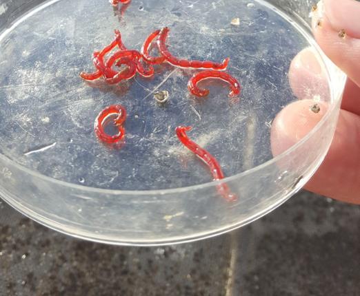 Modeller Fjädermyggor, Chironomidae Fjädermyggors larver lever i mjuka bottensediment.