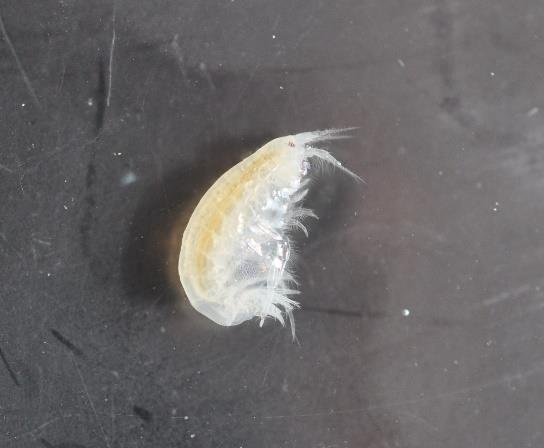 Slammärla, Corophium volutator förekomst Slammärlan är vanligast på mjuka bottnar på ganska grunt vatten.