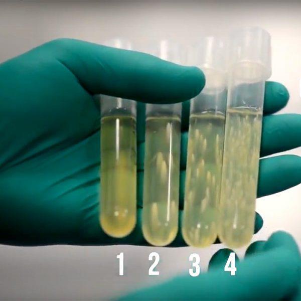 HLP Medium Hsu s Lactobacillus- Pediococcus Medium Siebel Insitute 500g 2.