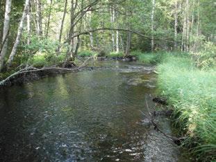SILVERÅN NEDAN SVINHULTSVÄGEN Emån (74) SILVERÅN NEDAN SVINHULTSVÄGEN Koordinater (RT9) 63998-4755 55 83 Jämn st/m2 4 Blandskog Ingen påverkan Påverkansgrad (-3) Strömlevande,5 km,5 km 38 3 4,6 C,5 m