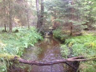 GNYLTÅN LUNDEN Lagan (98) GNYLTÅN LUNDEN Koordinater (RT9) 63827-39855 27 Jämn 5 st/m2 8 Barrskog Påverkansgrad (-3) Olämplig Strömlevande km,6 km 387 3 7,4 C, m 2 Kvantitativt 73 m2 Låg,35 m 2 3 Tot