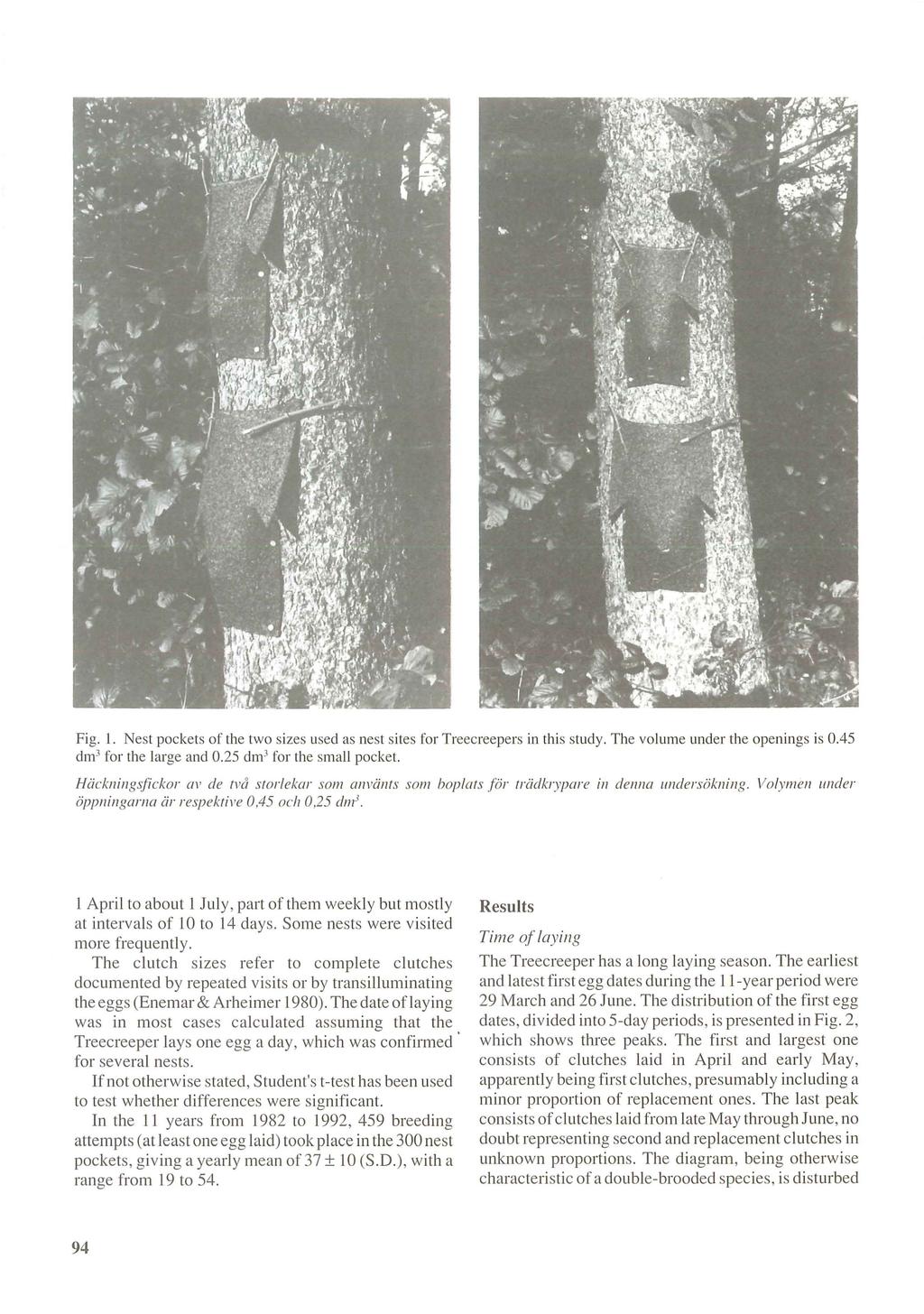 Fig. I. Nest pockets of the two sizes used as nest sites for Treecreepers in this study. The volume under the openings is 0.45 dm 3 for the large and 0.25 dm 3 for the small pocket.
