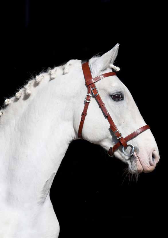 CaprioleNr 1 2018 med Hingstkatalog 2018 Årets Lipizzaner 27