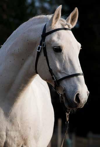 21 Siglavy Capriola Convoj Convoj är en mycket trevlig hingst med utmärkt temperament. Han är en mycket rastypisk lipizzaner med taktmässiga gångarter.