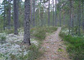 14. Bönan 2 Lokalen Bönan 2 Kommun: Gävle Läge: 0,5 km NV om Bönan. Längs stigen till Lillsjön.