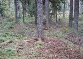 (Tidigare fynd av violgubbe av Åke Malmkvist, 1999) Områdesskydd: Saknas Lokalbeskrivning: Barrblandskog (gran 7, tall 3) bitvis äldre än 80 år, med inslag av björk. Surdråg.