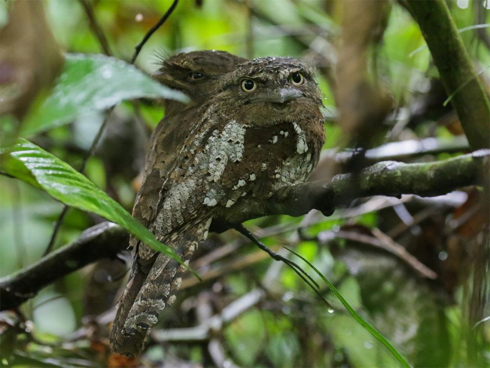 Sri Lanka 27