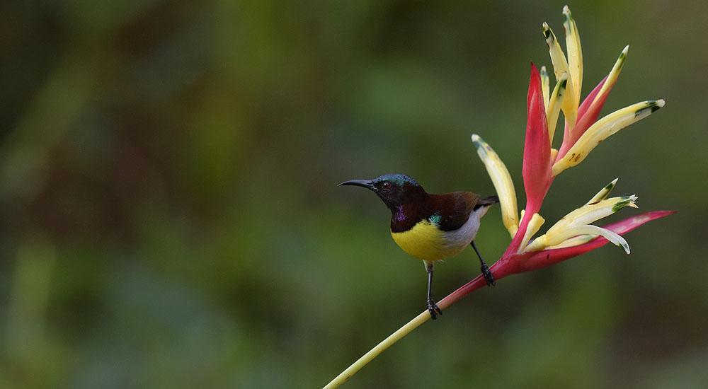 Purple-rumped Sunbird var talrik under resan och sågs under 12 dagar. Foto: Tommi Sandberg stycke in i skogen och såg en Indian Blue Robin och några Dusky-striped Squirrel.