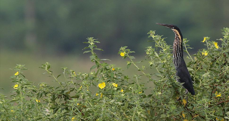 16 Black Bittern Dupetor flavicollis flavicollis 1 Mirissa 4.12 och 3 Tissamaharama 5.12 Black Bittern. Tissamaharama. Foto: Bengt Antonsson 17 Black-crowned Night Heron Nycticorax nycticorax nycticorax 2 Udawalawe NP 2.