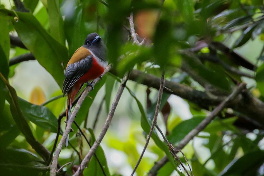110 Asian Palm Swift Cypsiurus balasiensis balasiensis 5 Kitulgala 28.11 och 10 Sinharaja NP 29.11. Observerad 9 dagar totalt 111 Alpine Swift Tachymarptis melba bakeri Endemisk 1 Udawalawe NP 2.