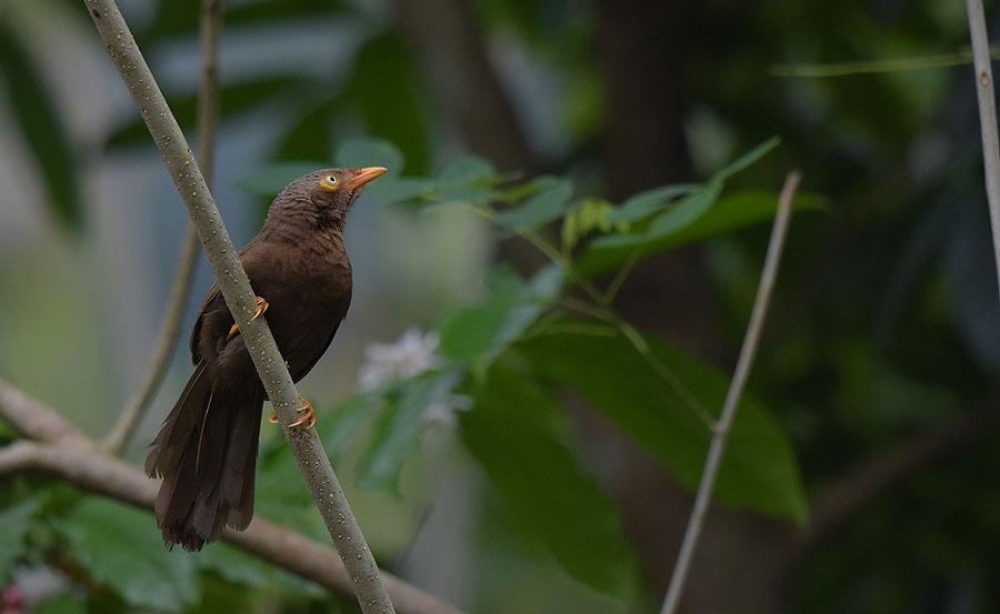 179 Jungle Prinia Prinia sylvatica valida Endemisk 1 Udawalawe NP 2.12 och 1 Yala NP 6.12 180 Ashy Prinia Prinia socialis brevicauda Endemisk 2 Udawalawe NP 2.12 och 1 Tissamaharama 5.