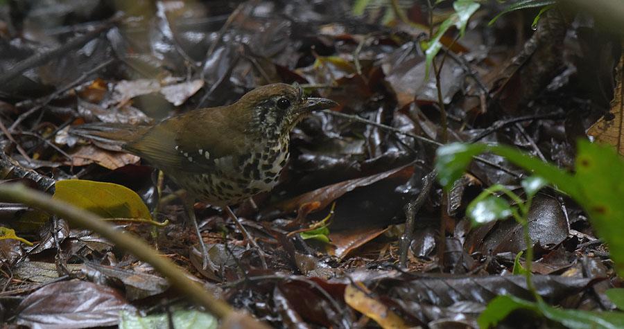 197 Common Myna Acridotheres tristis melanosternus Endemisk Observerad 14 dagar totalt 198 White-faced Starling Sturnornis albofrontatus Endemisk 3 Sinharaja NP 30.
