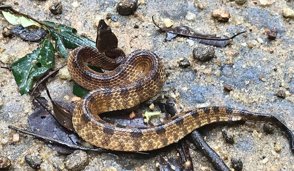 Hump-nose Moccasin. Sinharaja. Den ormart som orsakar flest allvarliga giftbett på Sri Lanka. Foto: Göran Pettersson Reptiler 1 Indian Flapshell Turtle Lissemys punctata 2 Udawalawe NP 2.