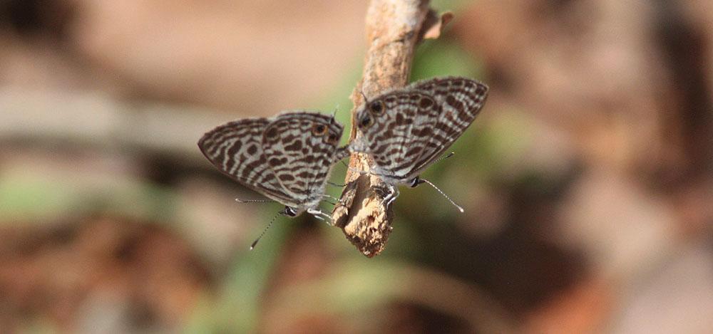 Zebra Blue Leptotes plinius. Yala NP. Foto: Göran Pettersson Fjärilar 1. Forget-me-not Catochrysops strabo 2. Common Cerulean Jamides celeno 3. Ceylon Cerulean Jamides coruscans 4.