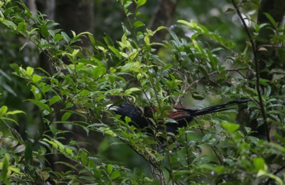 RESEDAGBOK 27 november Hela gruppen anlände med samma flyg till Colombo vid halv tiotiden på förmiddagen.