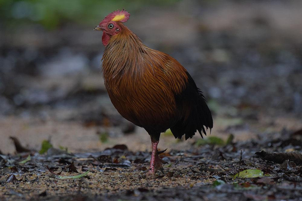 Sri Lanka Junglefowl. Sinharaja NP. Foto: Tommi Sandberg Efter att ha registrerat oss vid biljettluckan åkte vi till entrén med våra två följeslagare från parkpersonalen (enligt reglerna).