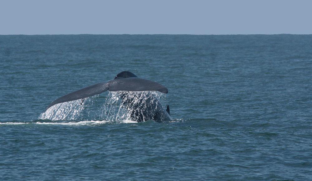 Blåval utanför Weligama. Foto: Göran Pettersson Vi nådde hotellet lagom till lunch och kunde till rytmerna från bröllopsfesten våningen ovanför avnjuta densamma.