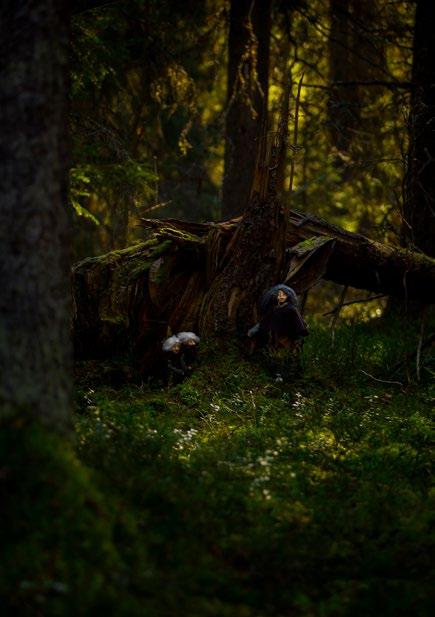 SERIER VARSEL 12. VARSEL Bilden är tagen vid Härnöklubb naturreservat, Härnösand. Vitterfolket använde egna stigar som kallas för vitterstråk.
