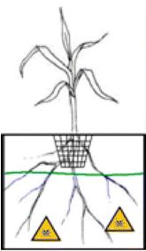 Upptag i bladväxter (Lactuca
