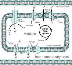 Cytokrom C är vattenlösligt och en del av elektrontransportkedjan i mitokondriernas innermembran Bcl-2 familjen är en proteinfamilj som reglerar apoptos genom att