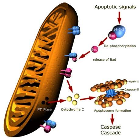 Det finns proapoptotiska och antiapoptotiska medlemmar av familjen Anti- Bcl-2 och Bcl-X Pro- Bax, Bak, Bad, Bim, Bid Bax och Bak reagerar på proapototiska