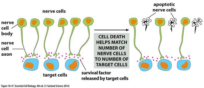 1. Survival factors överlevnadsdaktorer Extracellulära överlevnadssignaler inhiberar apoptos De flesta celler behöver överlevnadssignaler från granncellerna för att undvika apoptos