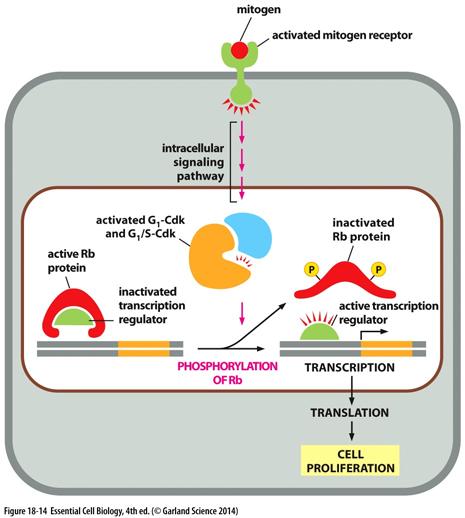 2. Mitogens -