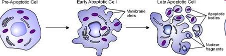 Apoptos Cellen krymper och kondenseras Cytoskelettet bryts ned Kärnmembranet bryts