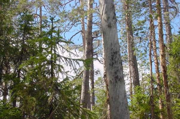Klockenreservatet Klockenreservatet är ett av två Holmenreservatet inom Bredbydistriktets Anundsjödel (det andra ligger på Valbergets topp).