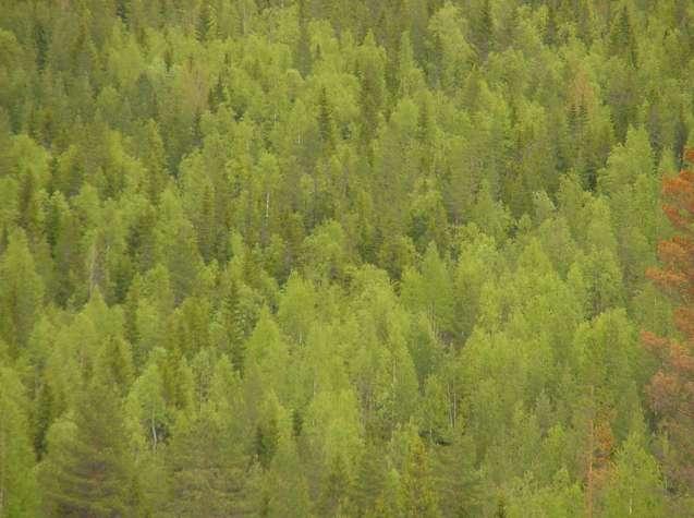 5.2. Lövskogar 5.2.1. Mål Målet är att på regionnivå skall minst 5 % av den friska och fuktiga marken bestå av lövdominerade bestånd under merparten av omloppstiden.