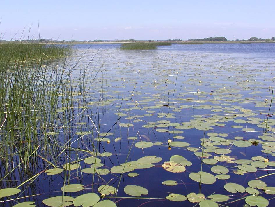 Sjöarna och våtmarksområdet Tydliga förändringar i Hammarsjön och Araslövssjön. Vad kan vi göra?