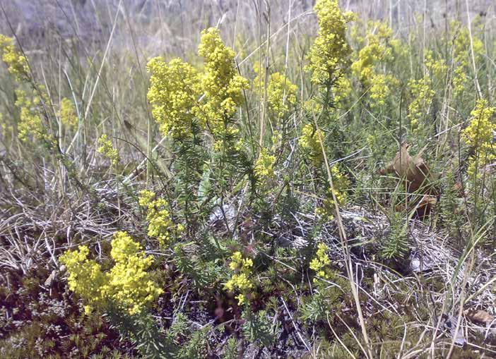 Gulmåra Galium verum 1-4 dm hög. 8 barrlika blad i krans. Många gula småblommor i stora samlingar på varje växt. Varje småblomma har 4 kronblad.